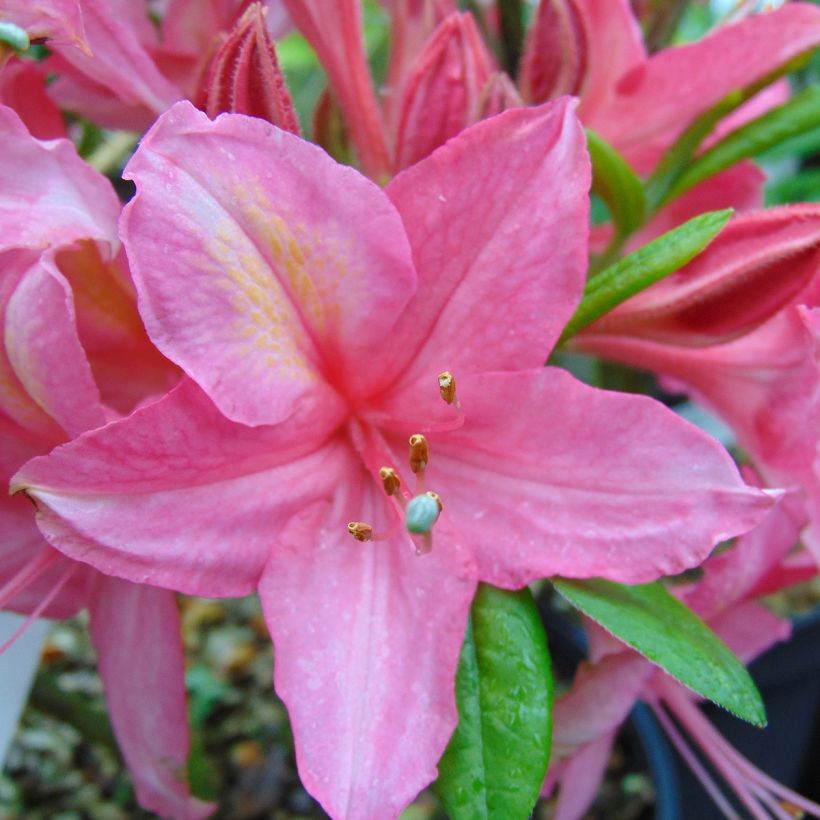 Azalea Jolie Madame (Flowering)