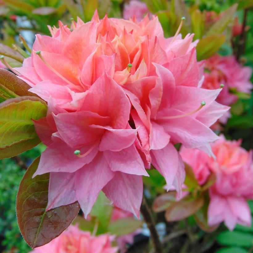 Azalea Kilian (Flowering)