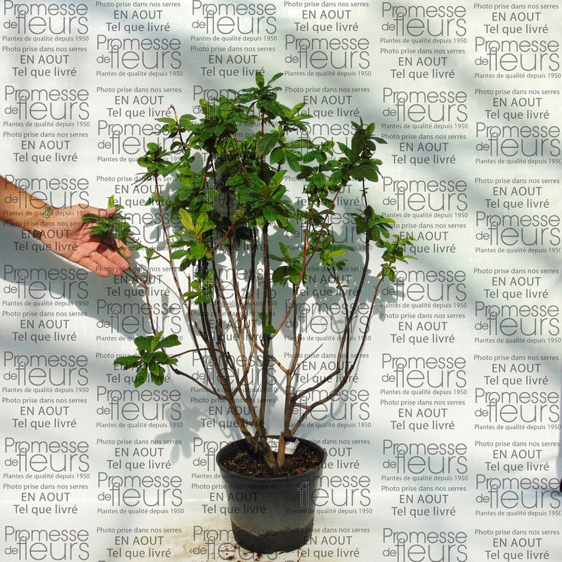 Example of Azalea Kilian specimen as delivered