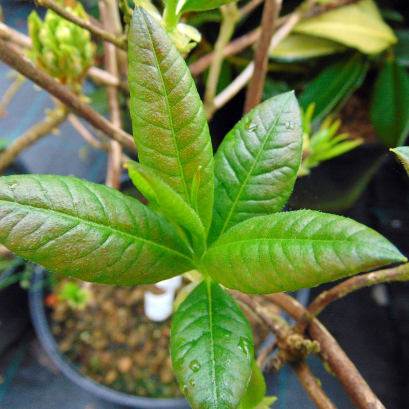 Azalea mollis Klondyke (Foliage)