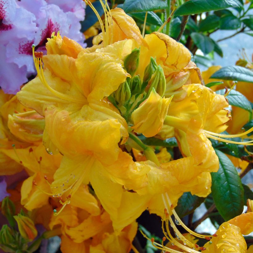 Azalea mollis Klondyke (Flowering)