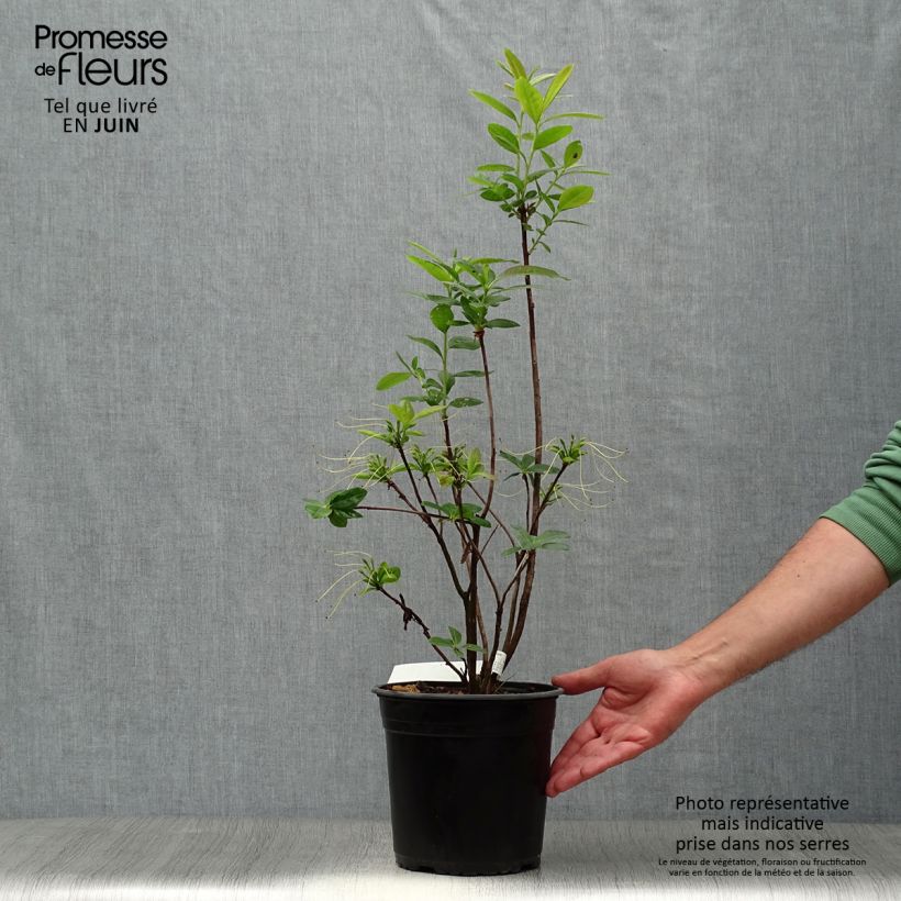 Azalea mollis Klondyke 4L/5L pot sample as delivered in summer