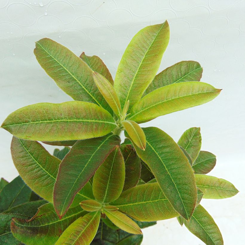 Azalea Lingot d'Or (Foliage)