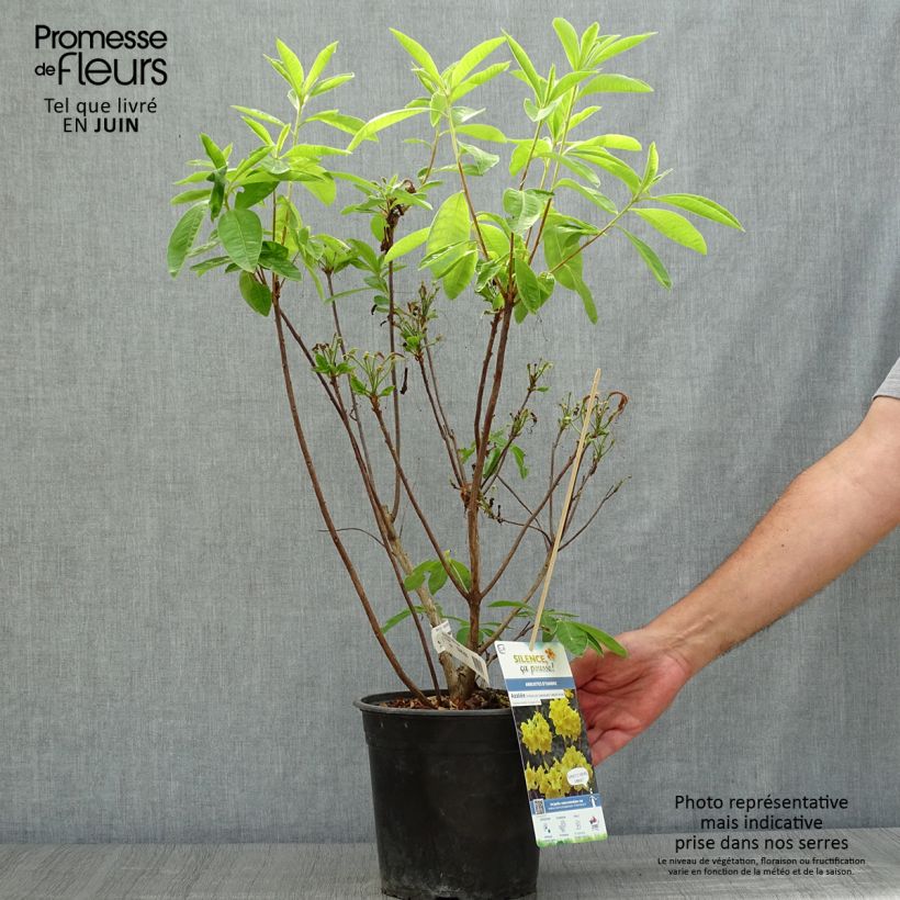 Azalea Lingot d'Or 4L/5L pot sample as delivered in summer