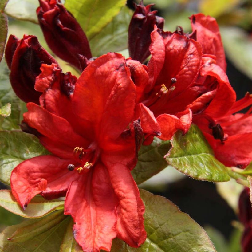 Rhododendron luteum Nabucco (Flowering)