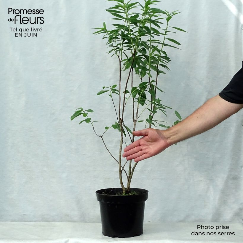 Rhododendron luteum Nabucco 4L/5L pot sample as delivered in summer
