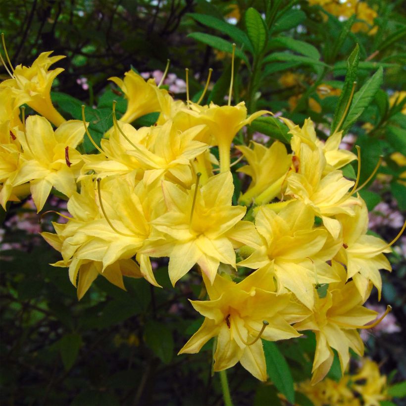 Azalea luteum Narcissiflora (Flowering)