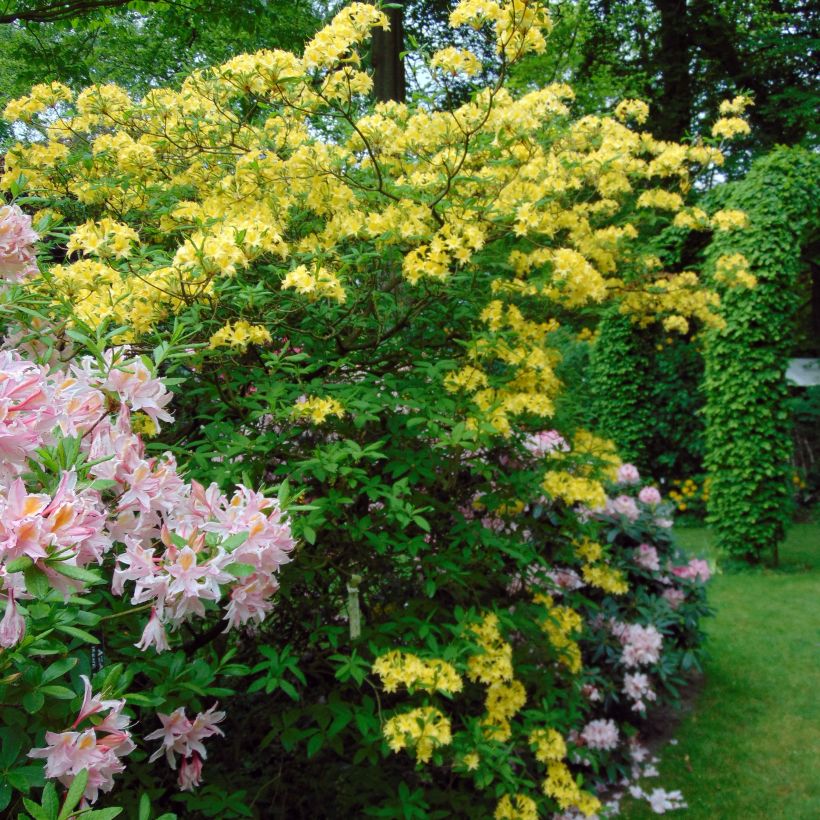 Azalea luteum Narcissiflora (Plant habit)