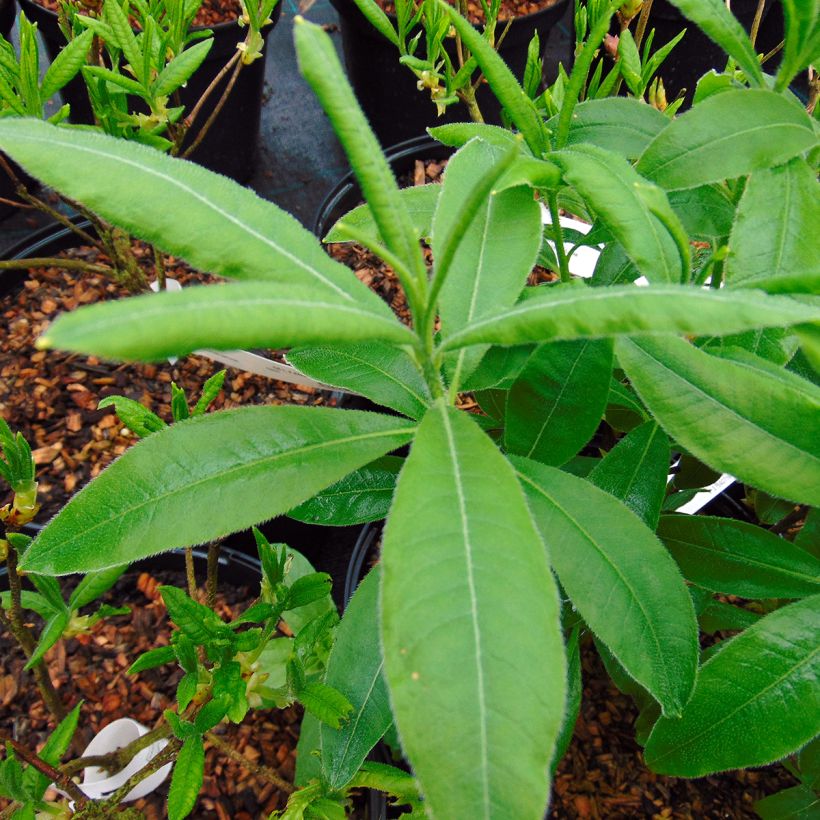 Azalea luteum Narcissiflora (Foliage)