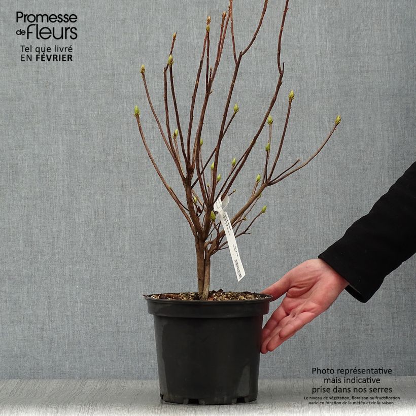 Azalea luteum Narcissiflora 4L/5L pot sample as delivered in winter