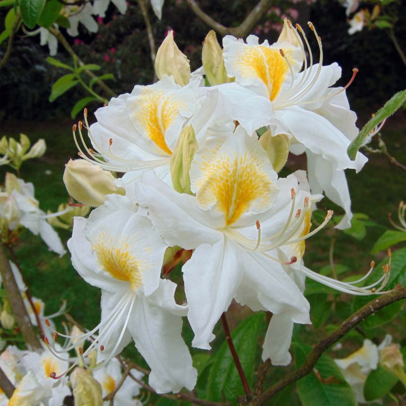 Azalea mollis Persil (Flowering)