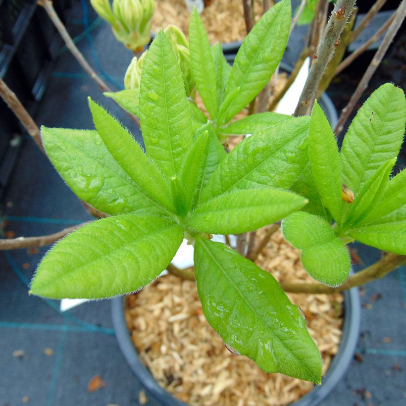 Azalea mollis Persil (Foliage)