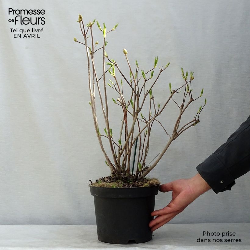 Azalea mollis Persil 4L/5L pot sample as delivered in spring
