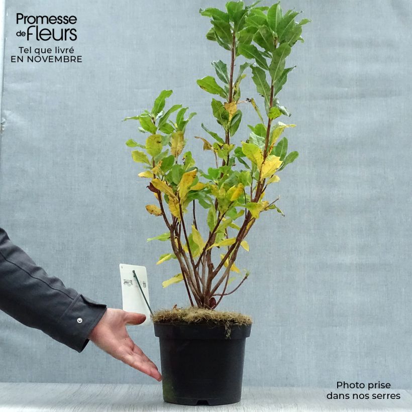 Azalea mollis Persil 4L/5L pot sample as delivered in autumn