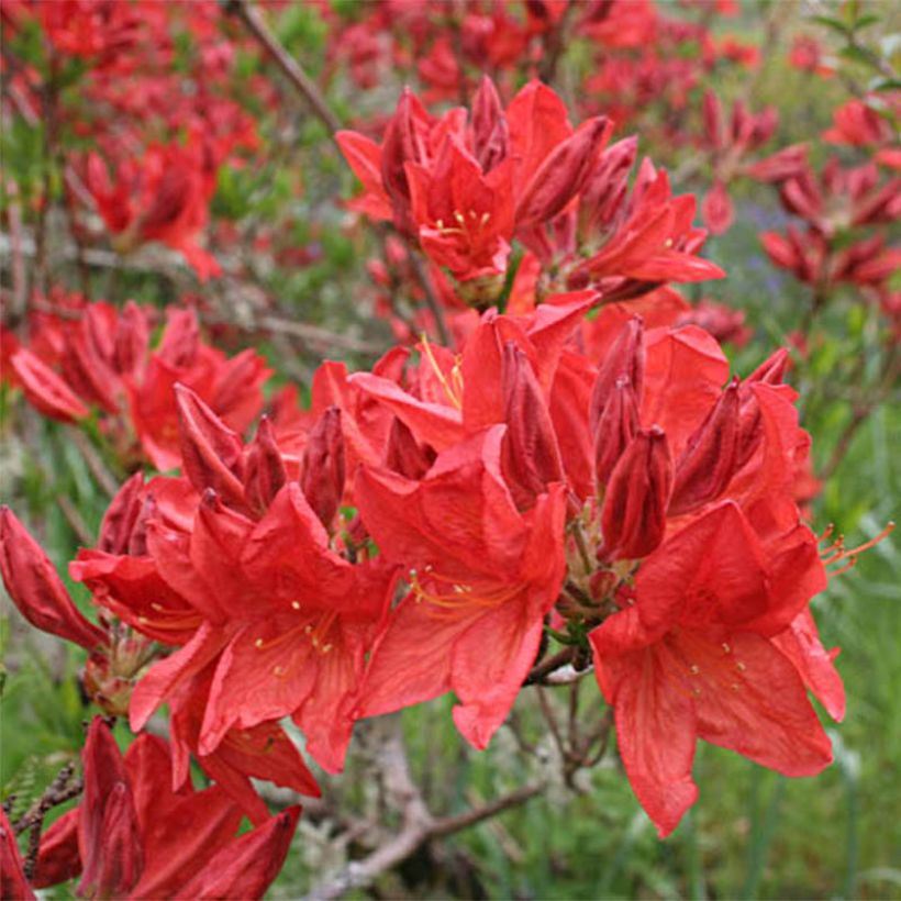 Azalea mollis Peter Koster (Flowering)