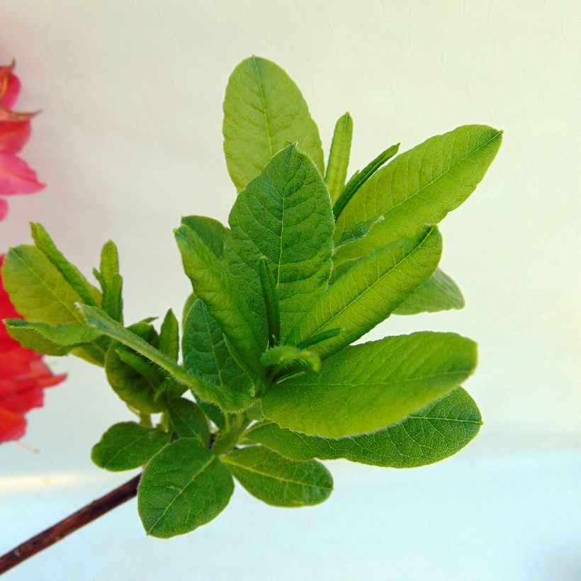 Azalea mollis Peter Koster (Foliage)