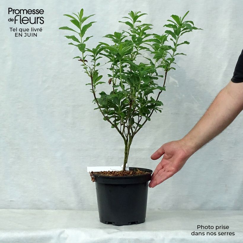 Azalea mollis Peter Koster 4L/5L pot sample as delivered in summer