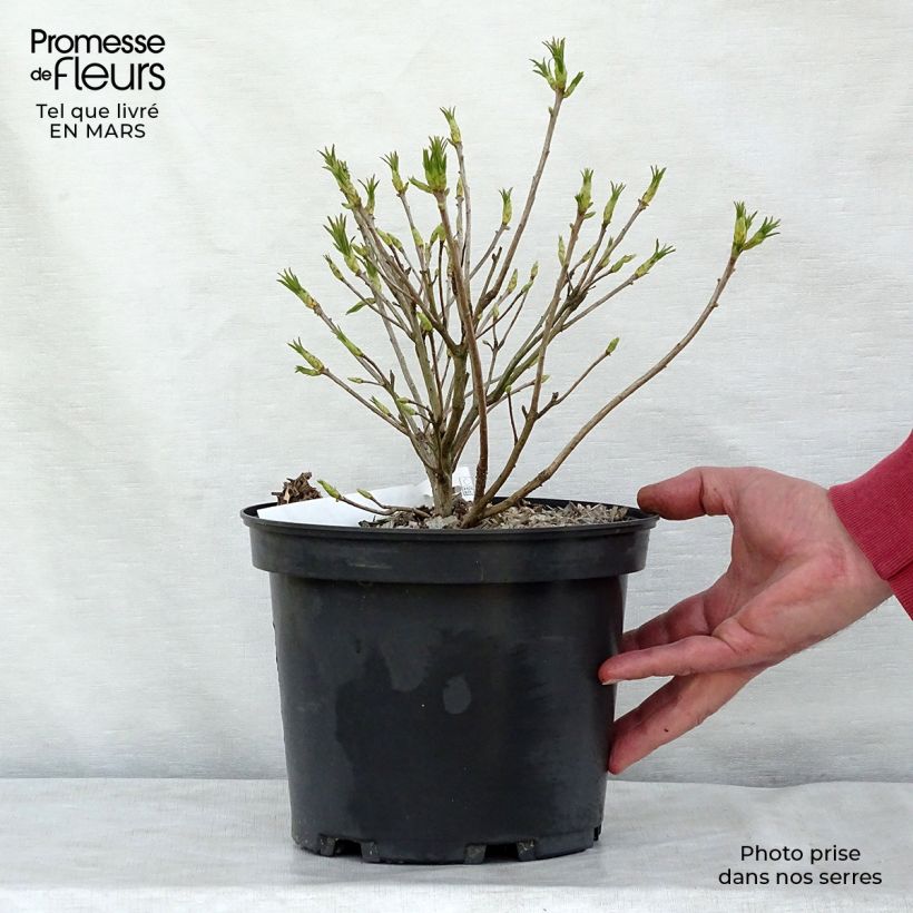 Rhododendron luteum 4L/5L pot sample as delivered in spring
