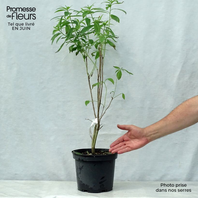 Azalea Wallowa Red 4L/5L pot sample as delivered in summer