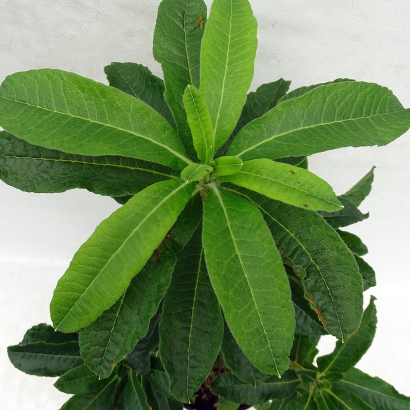 Azalea mollis White Frills (Foliage)