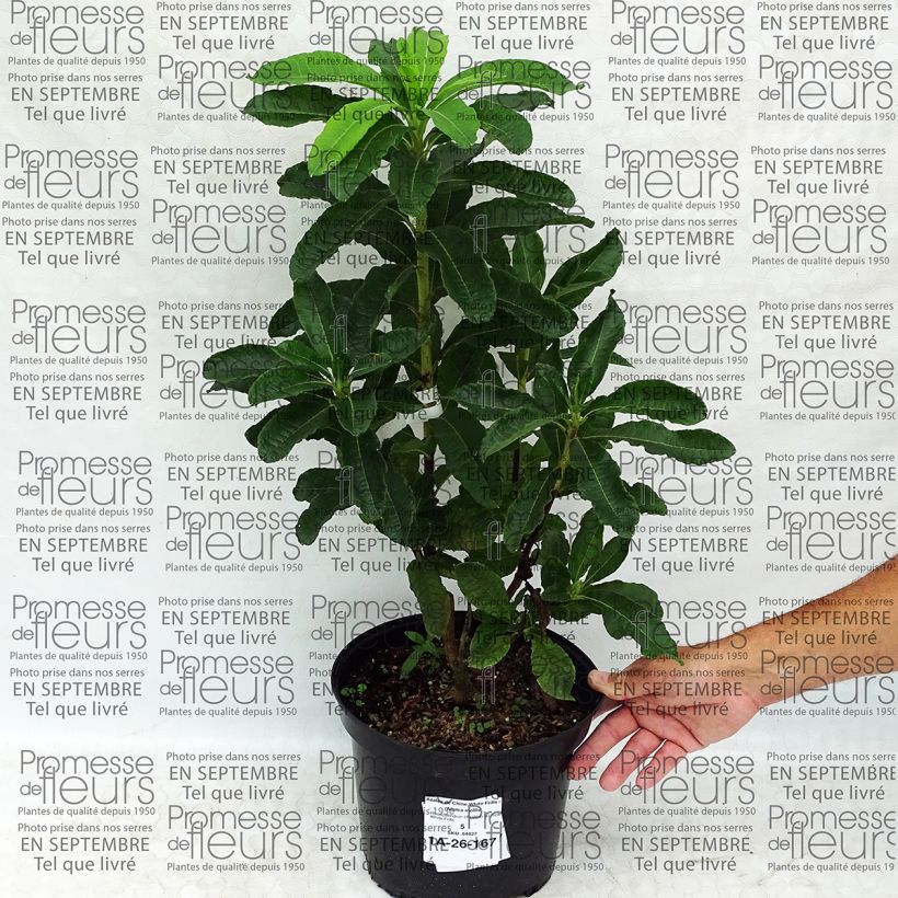 Example of Azalea mollis White Frills 4L/5L pot specimen as delivered