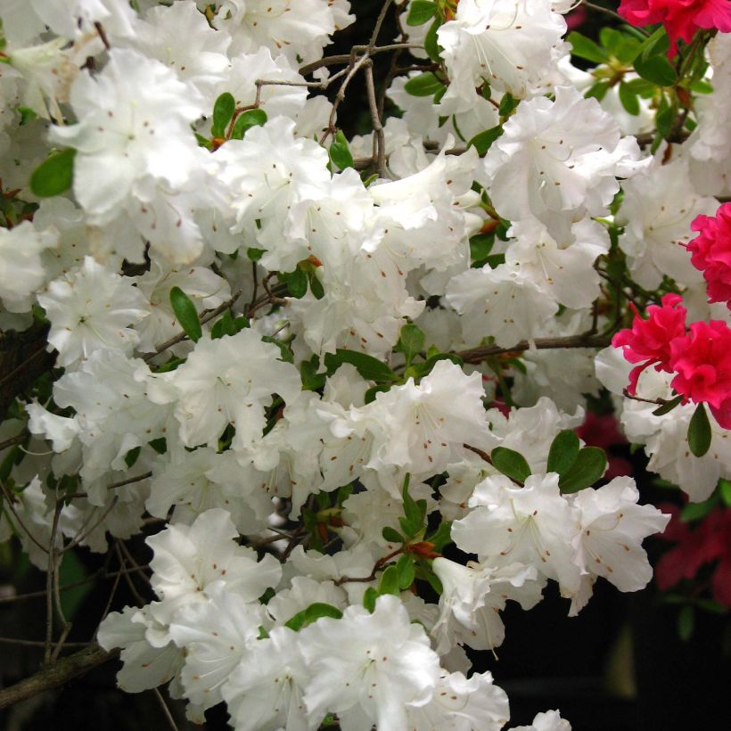 Azalea japonica Adonis (Flowering)