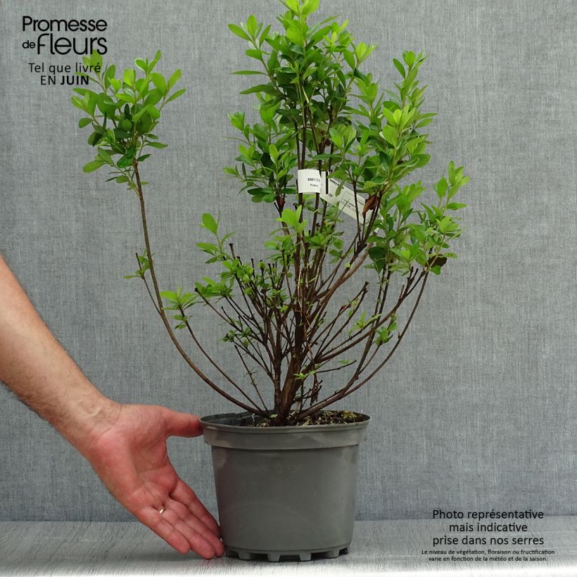 Azalea japonica Adonis 2L/3L pot sample as delivered in summer