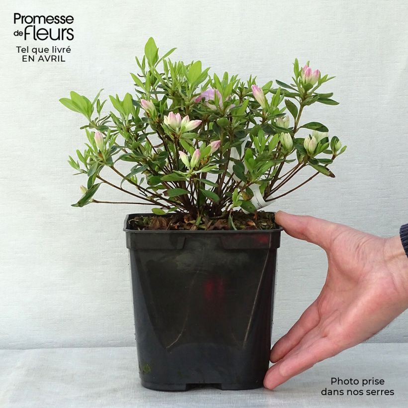 Azalea japonica Als Picotee sample as delivered in spring
