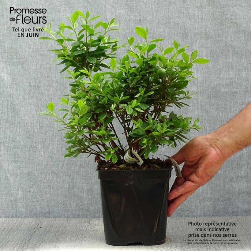 Azalea japonica Als Picotee 2L/3L pot sample as delivered in summer