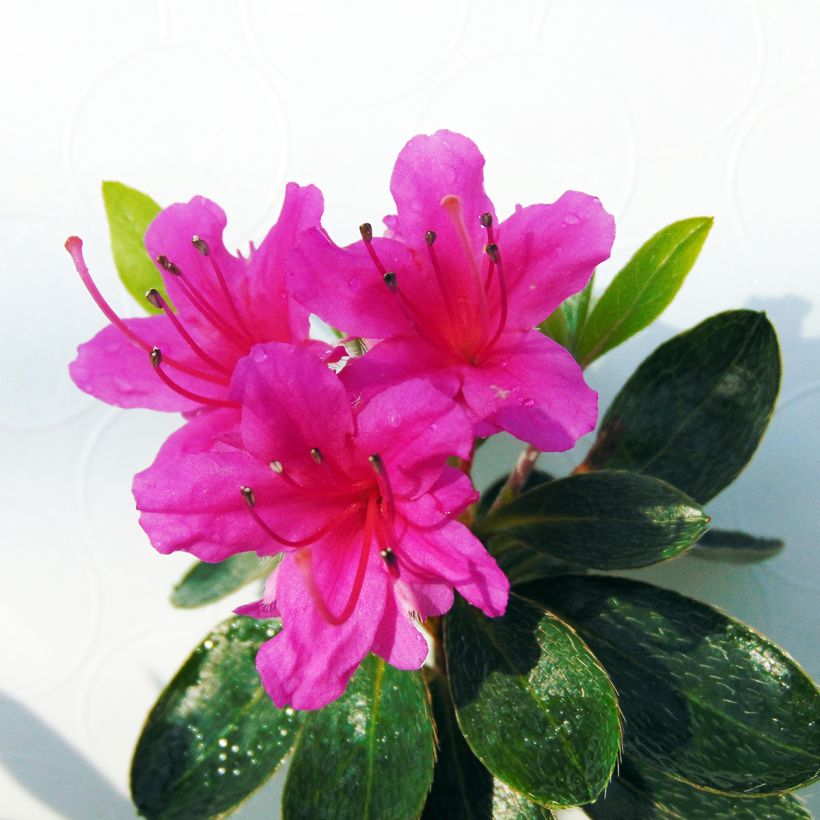 Rhododendron kaempferi Amoena - Japanese Azalea (Flowering)