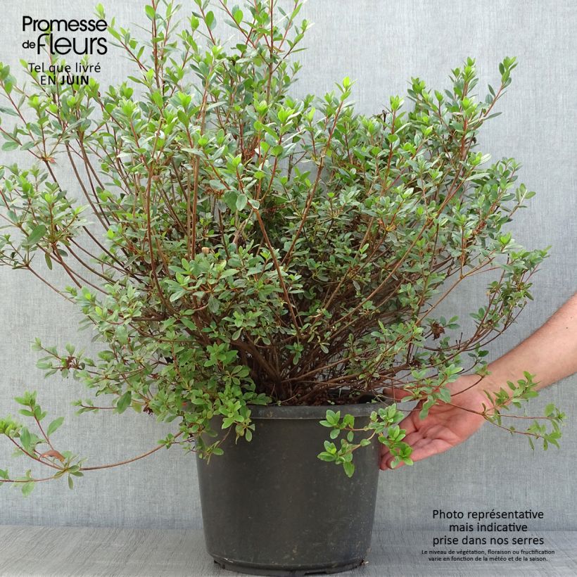 Rhododendron kaempferi Amoena - Japanese Azalea 7.5L/10L pot sample as delivered in summer