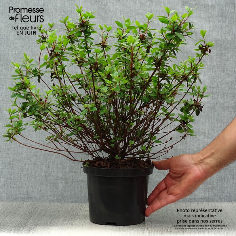 Rhododendron kaempferi Amoena - Japanese Azalea 2L/3L pot sample as delivered in summer
