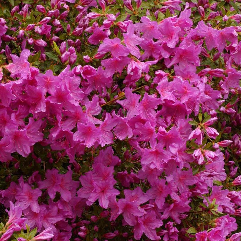 Azalea japonica Blue Danube (Flowering)