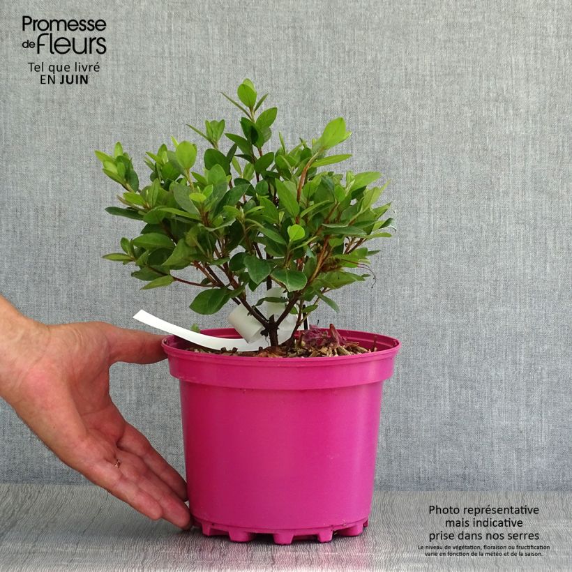 Azalea japonica Christina 2L/3L pot sample as delivered in summer