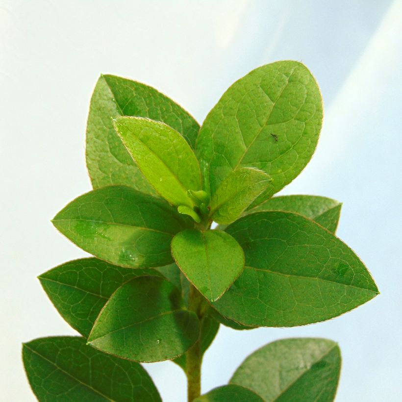 Rhododendron kaempferi Eucharis - Japanese Azalea (Foliage)