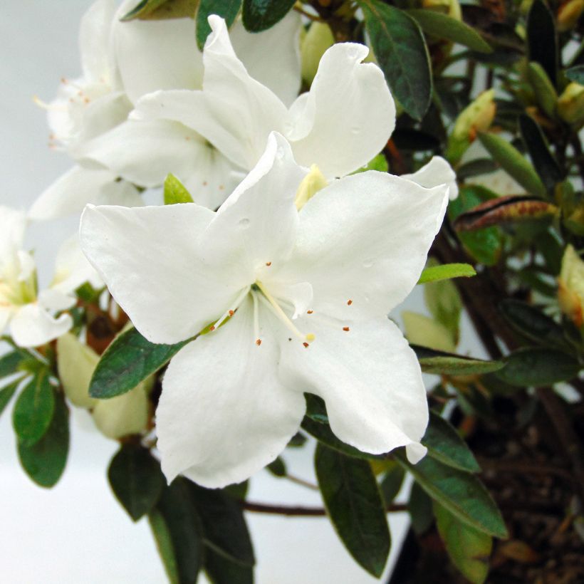 Rhododendron kaempferi Eucharis - Japanese Azalea (Flowering)