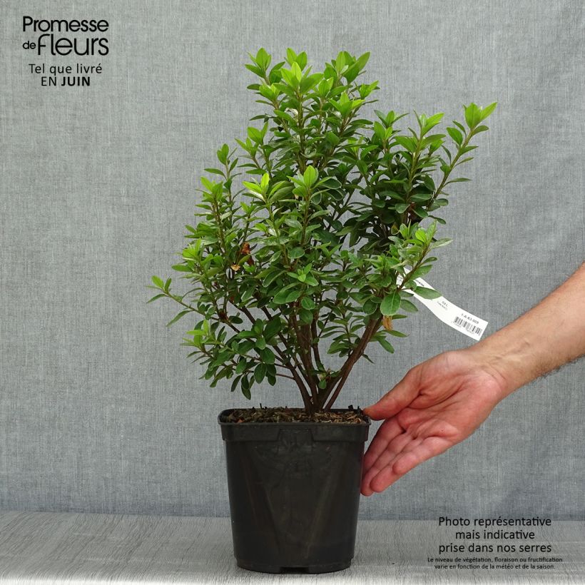 Rhododendron kaempferi Eucharis - Japanese Azalea 2L/3L pot sample as delivered in summer