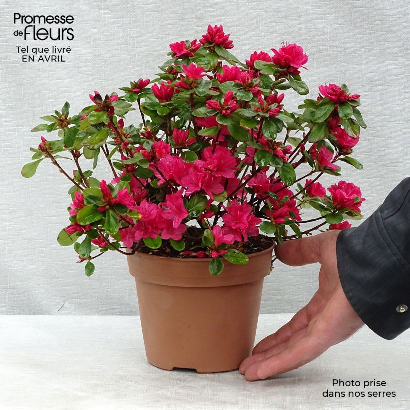 Japanese Azalea Hino-Crimson sample as delivered in spring