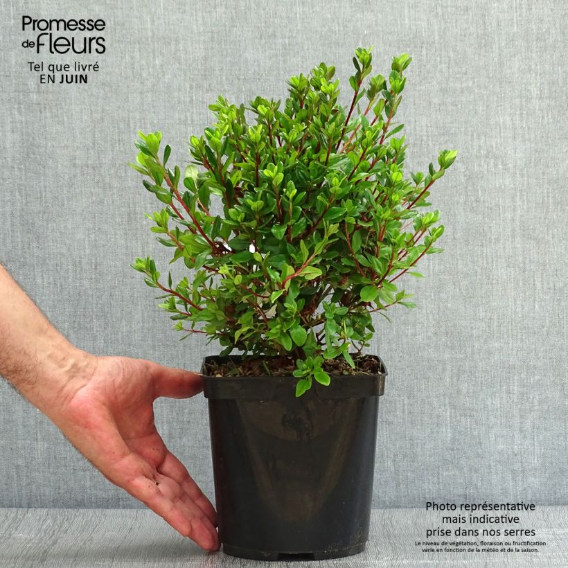 Japanese Azalea Hino-Crimson 2L/3L pot sample as delivered in summer