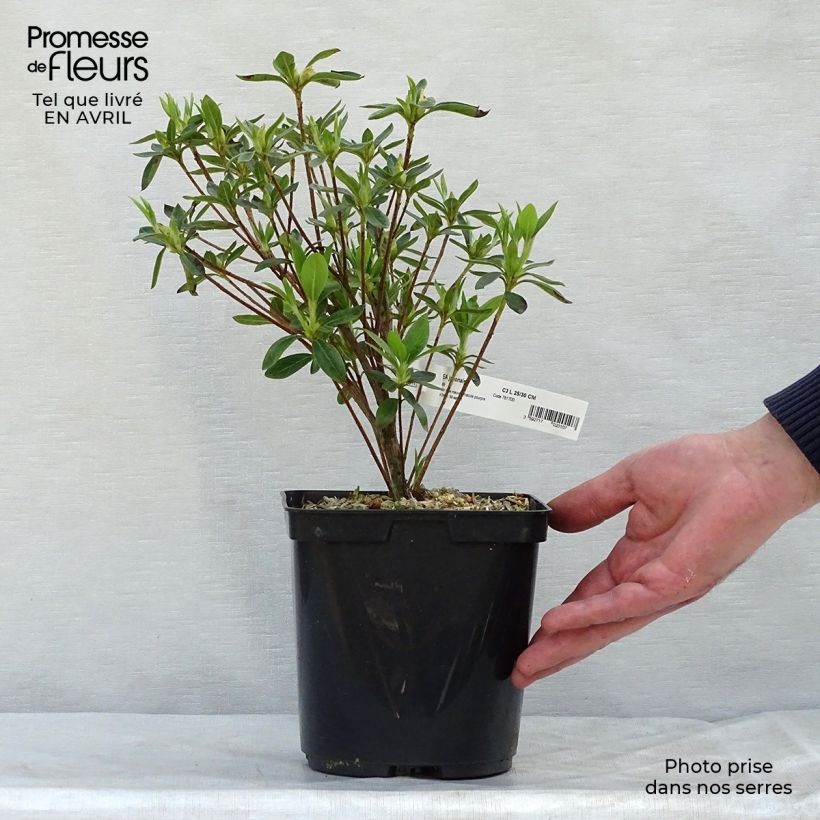 Azalea japonica Ho Oden sample as delivered in spring