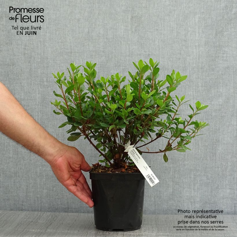 Japanese azalea Johanna 2L/3L pot sample as delivered in summer