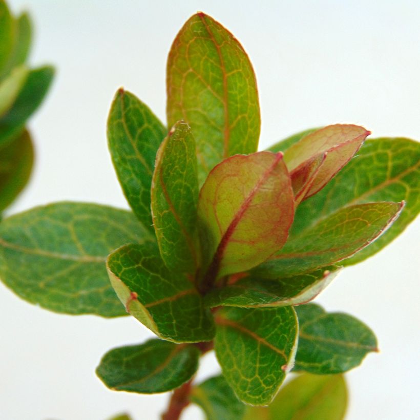 Azalea japonica Kirin (Foliage)