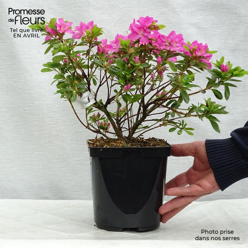 Rhododendron kiusianum Komo-kulshan - Kyushu Azalea sample as delivered in spring