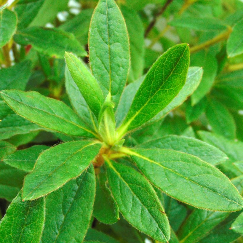 Rhododendron macrosepalum Koromo-shikibu - Large-sepaled Azalea (Foliage)