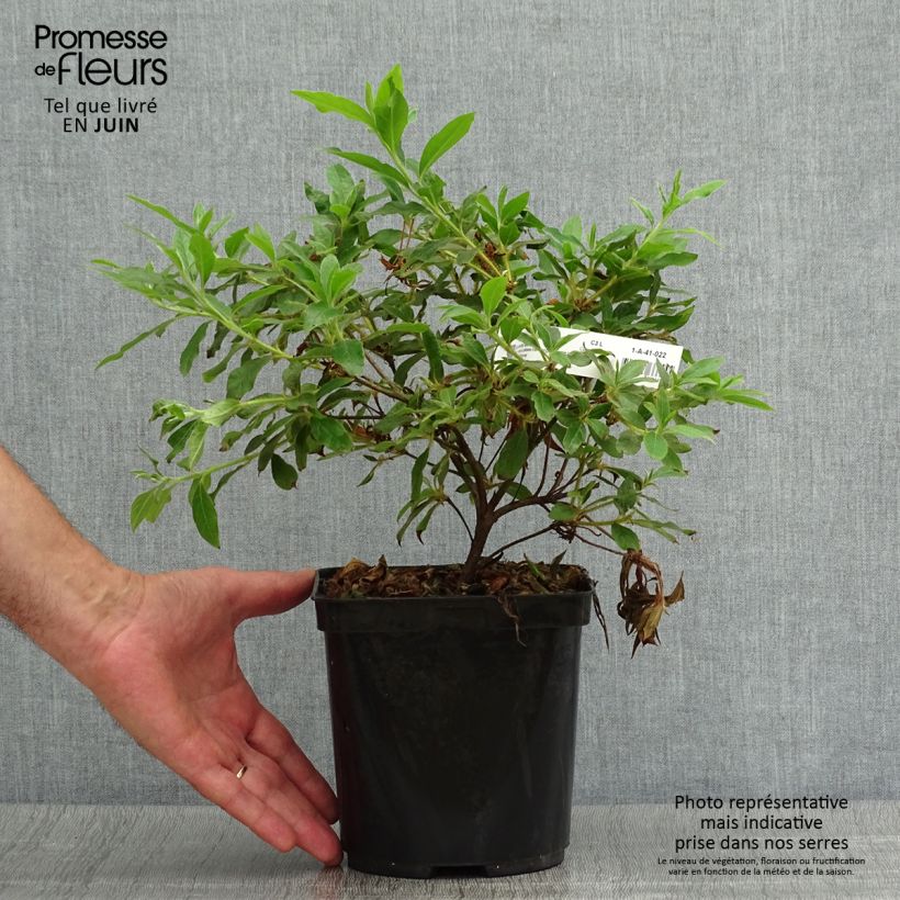Rhododendron macrosepalum Koromo-shikibu - Large-sepaled Azalea 2L/3L pot sample as delivered in summer