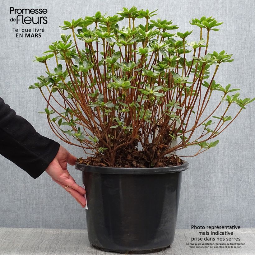 Azalea japonica Luzi 7.5L/10L pot sample as delivered in spring