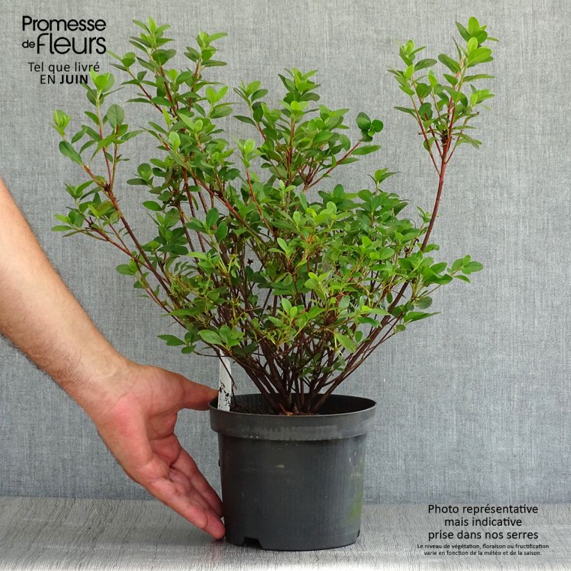 Azalea japonica Mothers Day 2L/3L pot sample as delivered in summer