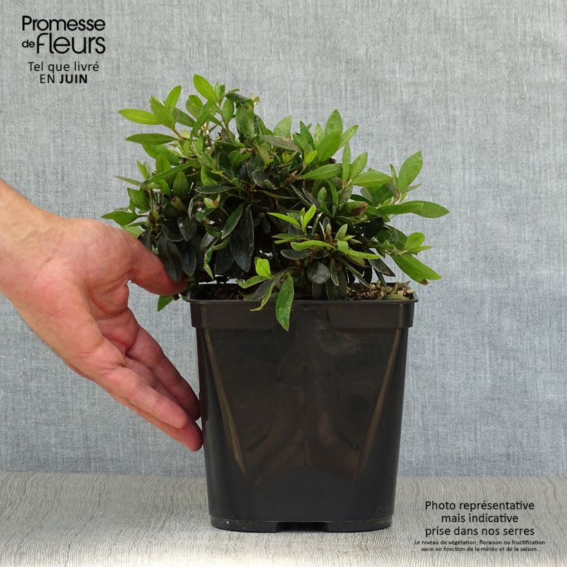 Rhododendron nakaharae Orange - Japanese Azalea 2L/3L pot sample as delivered in summer