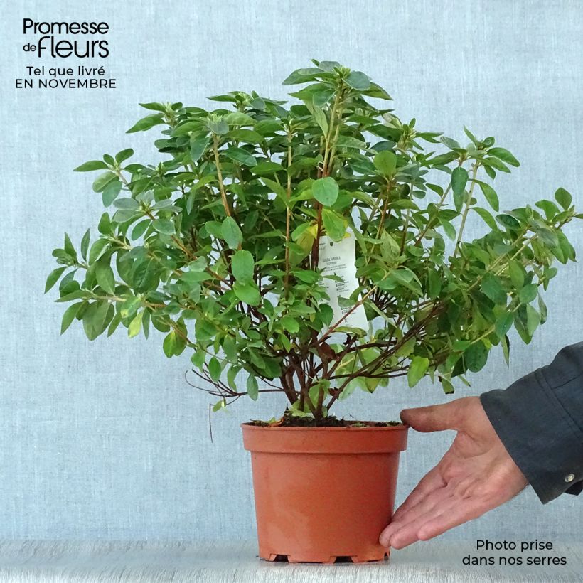 Japanese Azalea Palestrina 2L/3L pot sample as delivered in autumn