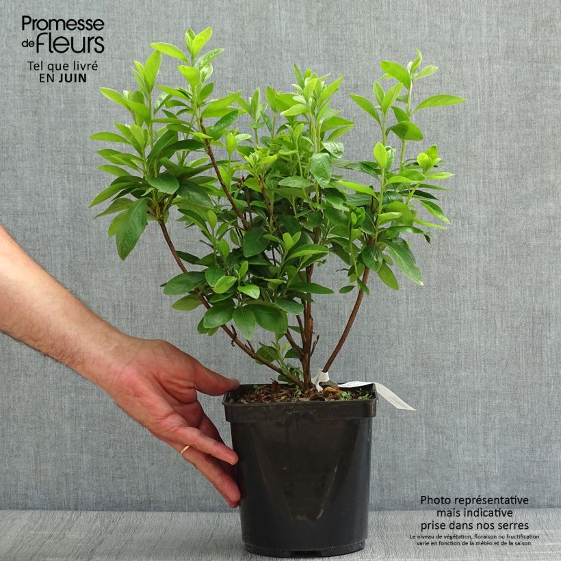 Japanese Azalea Palestrina 2L/3L pot sample as delivered in summer